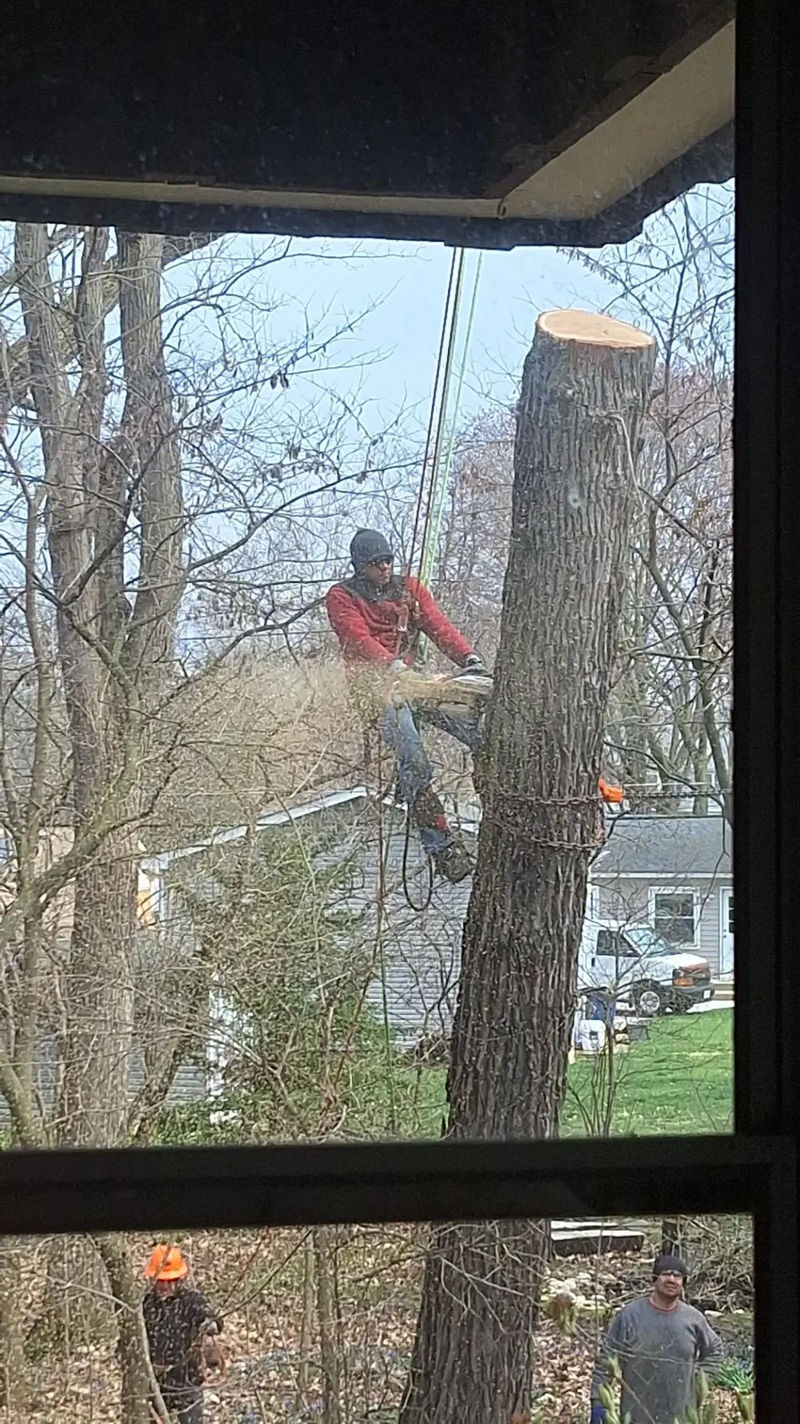 ISA-certified arborist climbing large tree with chainsaw for aerial pruning