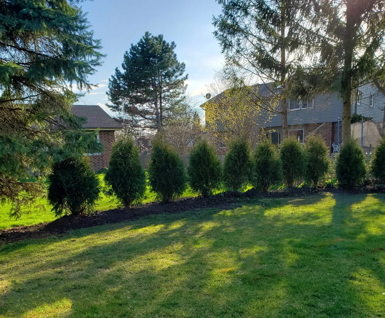 Arborvitae privacy hedge with lawn