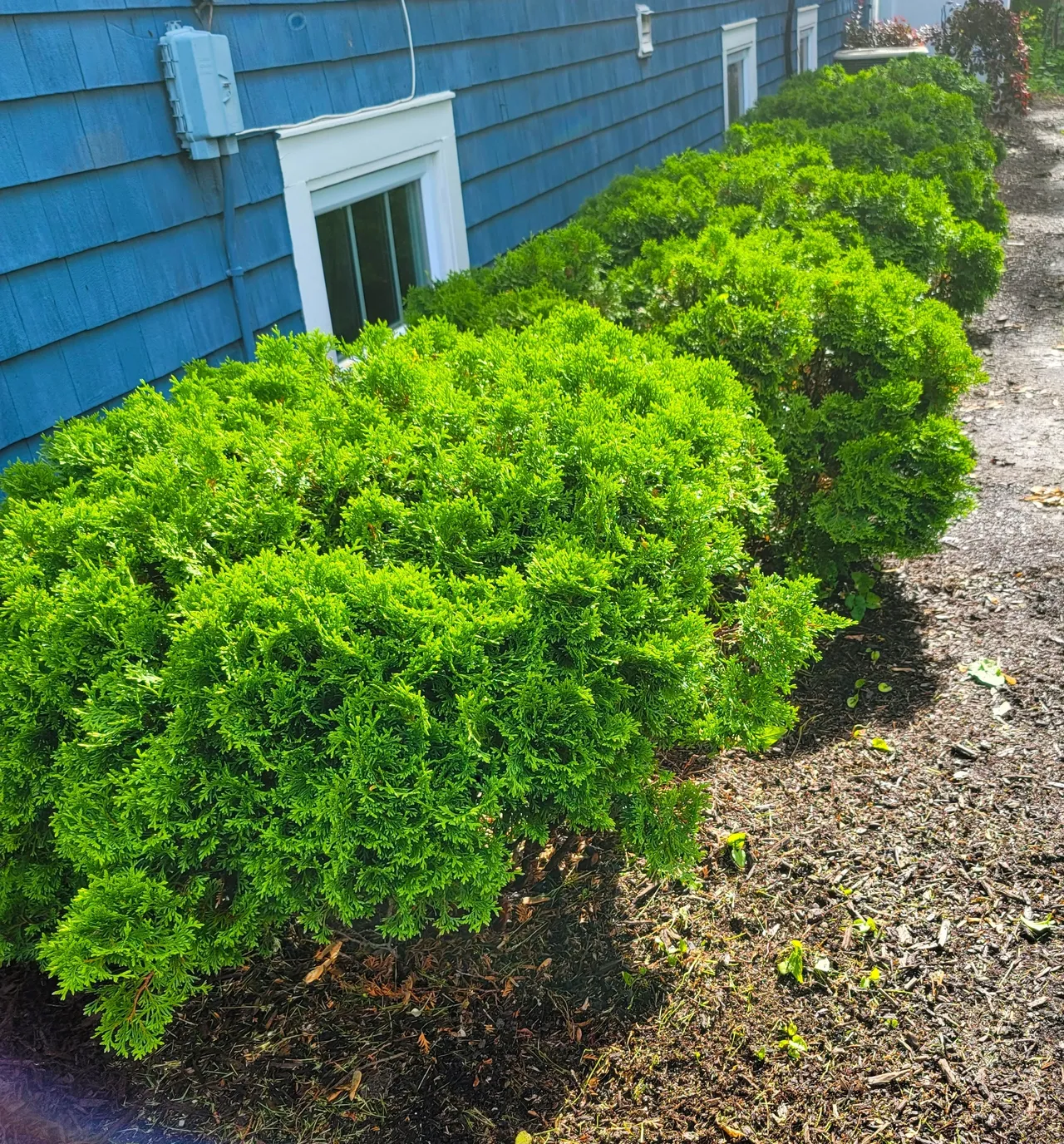 Shrub Trimming & Beds