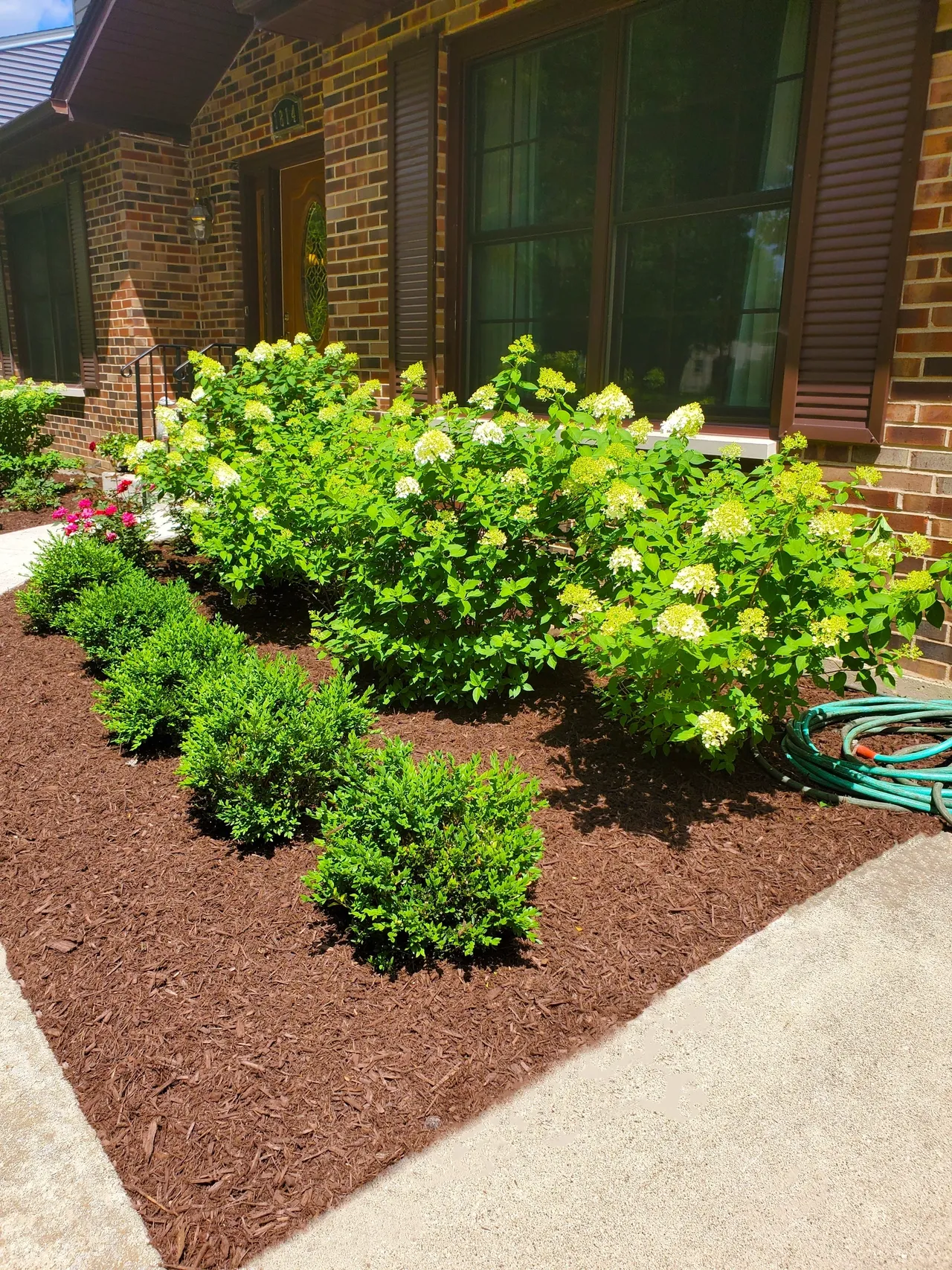 Flowering Shrub Planting